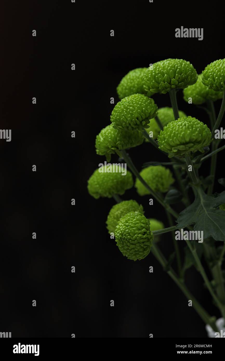 Green chrysanthemums hires stock photography and images Alamy