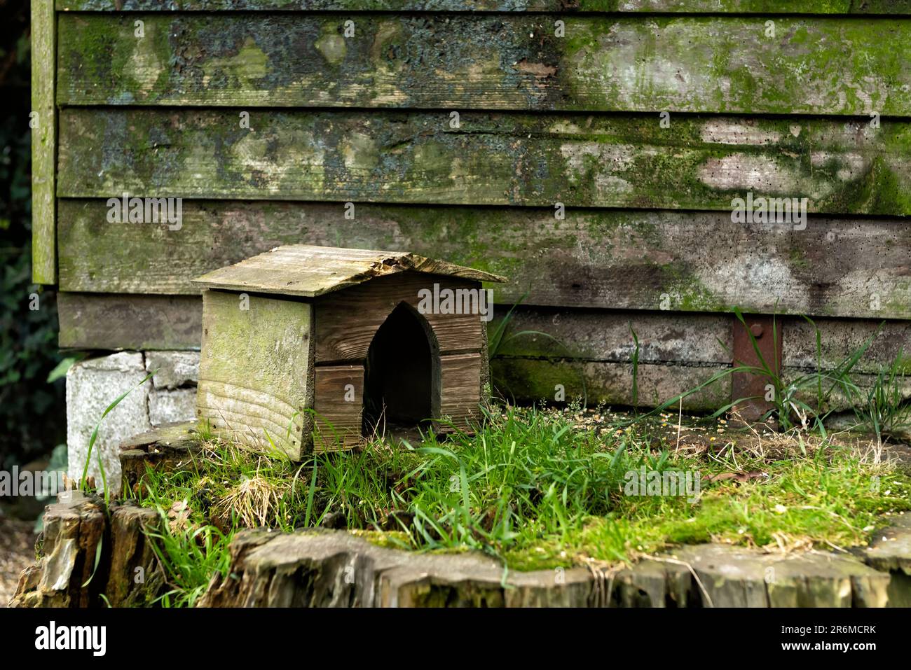Small dog house by wooden shed Stock Photo Alamy