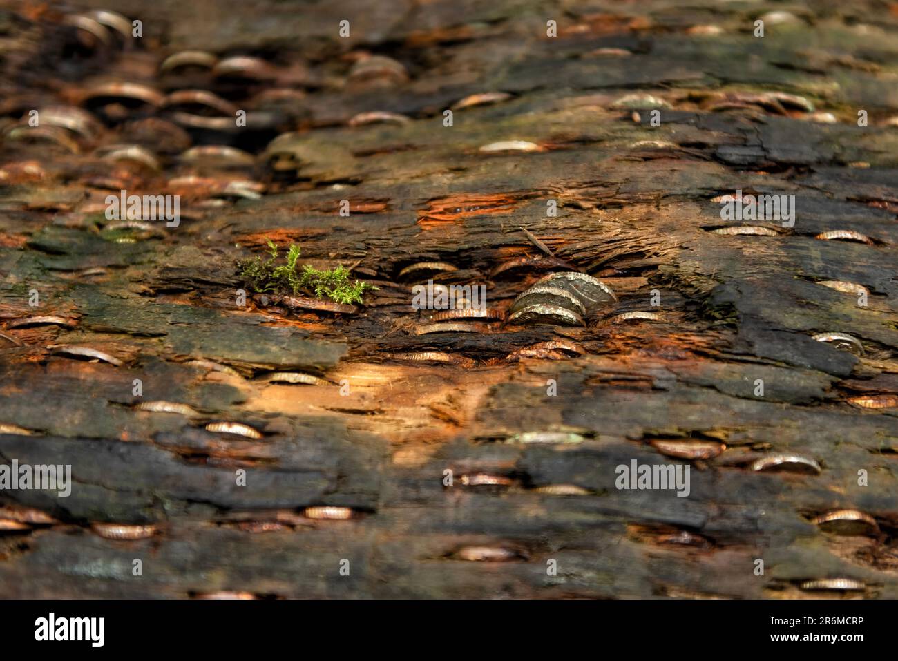 Coins hammered into tree trunk for good luck,fortune and health Stock Photo