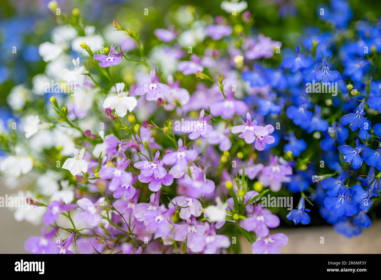Colourful lobelia erinus flowers blossoming in a flowet pot in a garden. Garden lobelia, popular edging plant in gardens for hanging baskets and windo Stock Photo