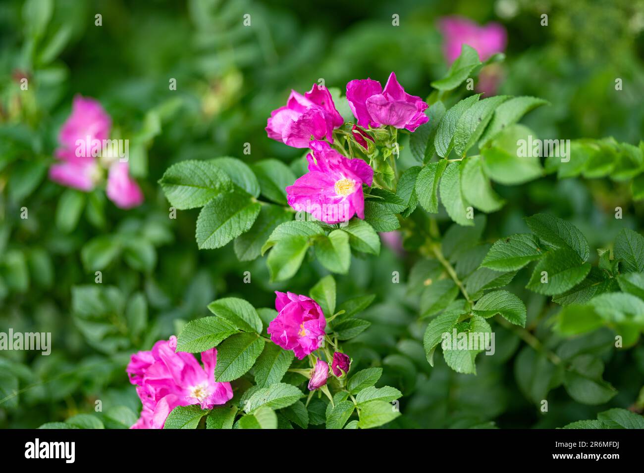 Rose hip bush hi-res stock photography and images - Alamy