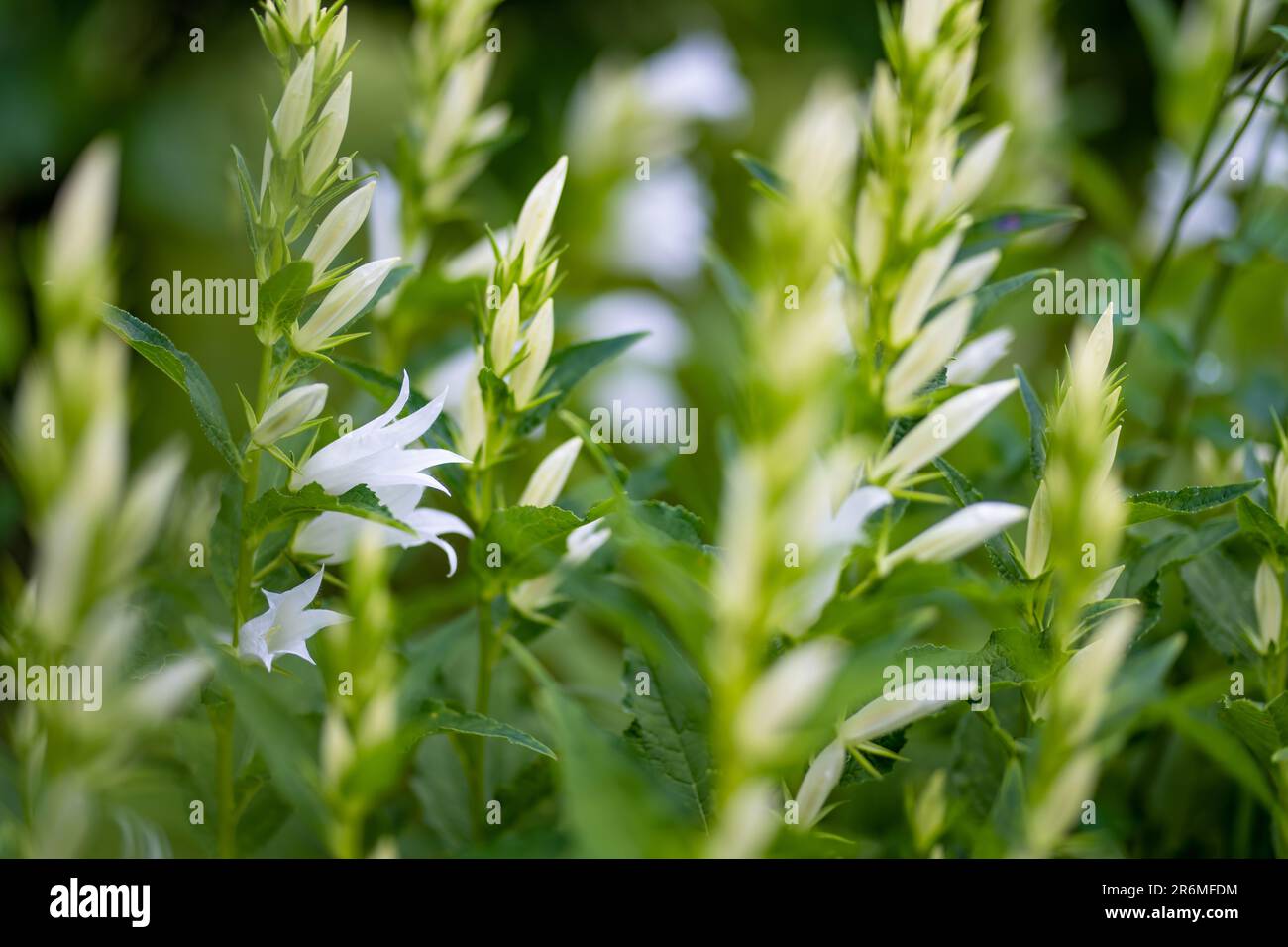 White campanula carpatica blooming in the summer in the garden. White bells close-up. Beauty in nature. Stock Photo