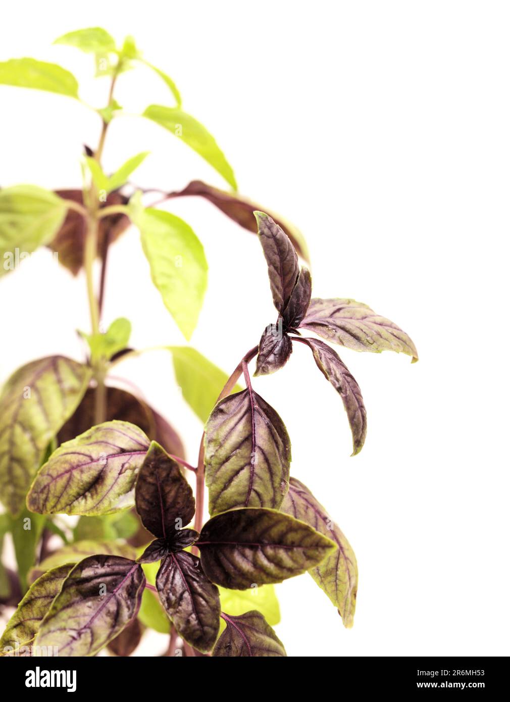 Variety of distinct plant species hi-res stock photography and images ...