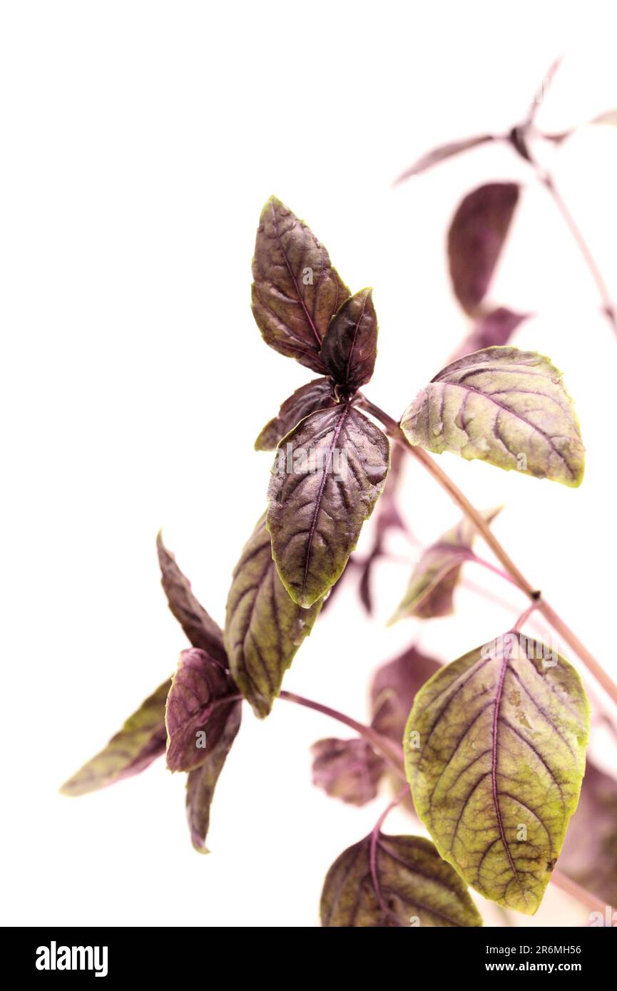 Variety of distinct plant species hi-res stock photography and images ...
