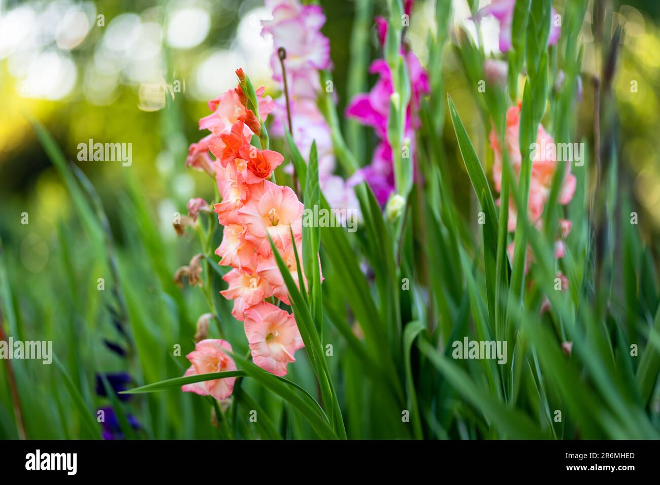 Colourful gladiolus or sword lily flowers blooming in the garden. Close-up of gladiolus flowers. Flowers blossoming in summer. Beauty in nature. Stock Photo