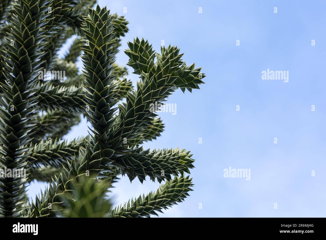 branches of the araucaria tree against the sky Stock Photo