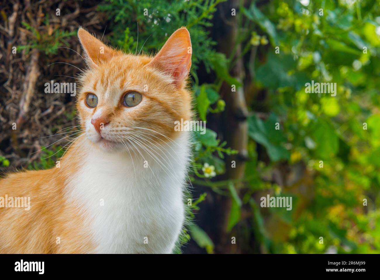 Tabby and white cat. Close view Stock Photo Alamy