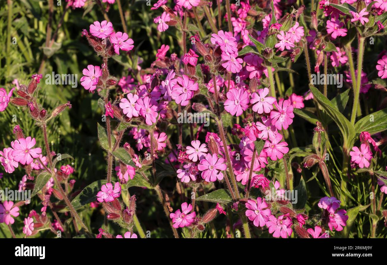 Red campion Stock Photo
