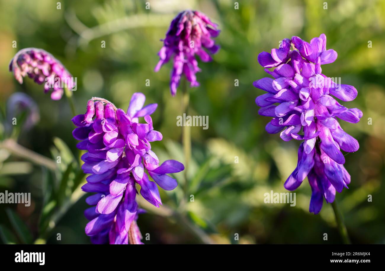 Tufted vetch flowering Stock Photo