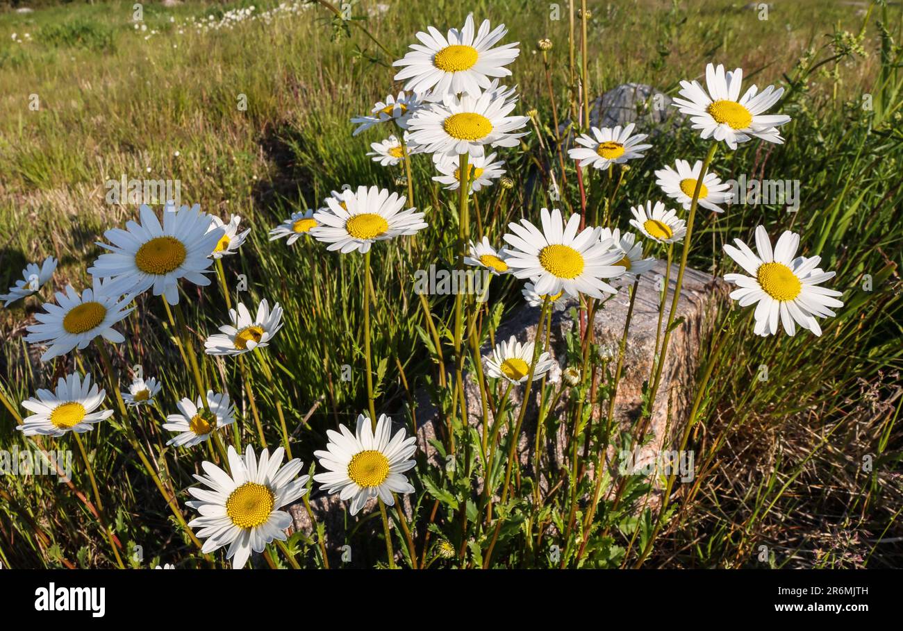 Oxaye Oxeye daisy daisies hi-res stock photography and images - Alamy