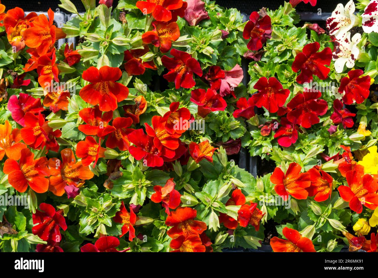 Mimulus, Erythranthe moschata, common musk flowers. Stock Photo