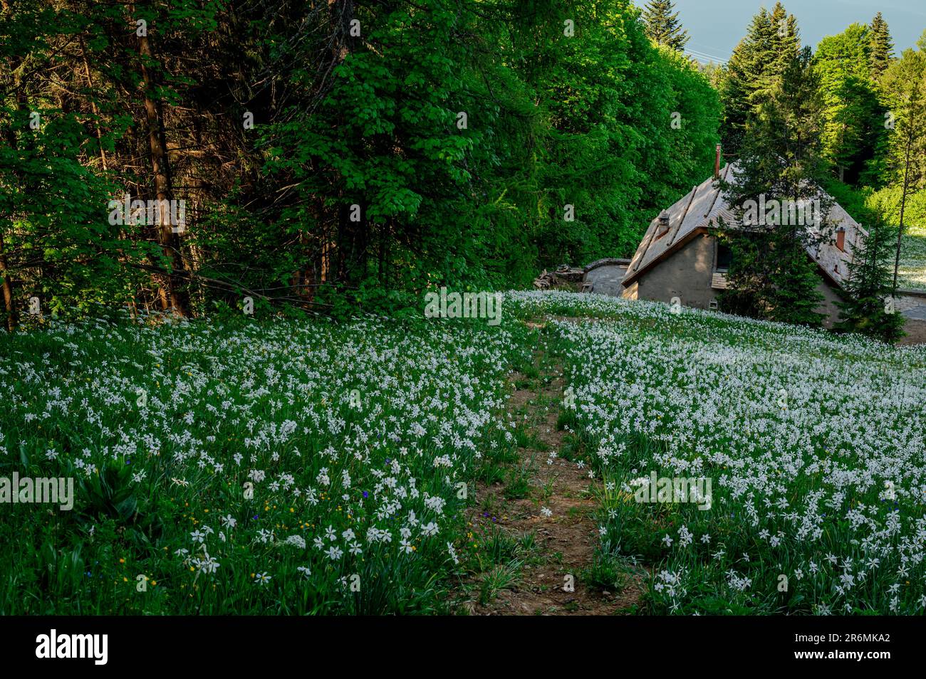 Landscape with mountains and sky. White Daffodils Blooming in spring. Narcissus poeticus. pheasant's eye. Montreux, Switzerland. Stock Photo