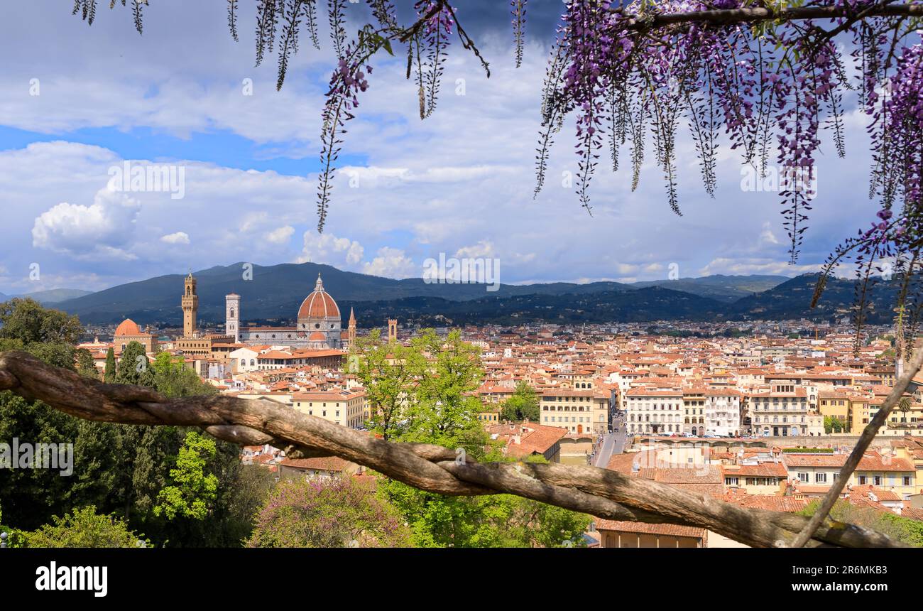 Springtime wiew of Florence in Italy: Cathedral of Santa Maria del Fiore as seen from Bardini Garden with typical wisteria in bloom. Stock Photo