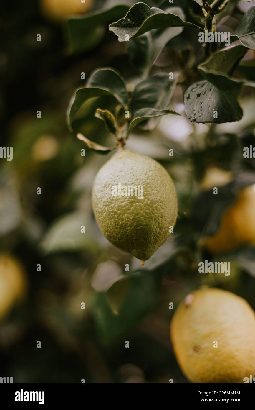 Vibrant green lemon hangs hi-res stock photography and images - Alamy