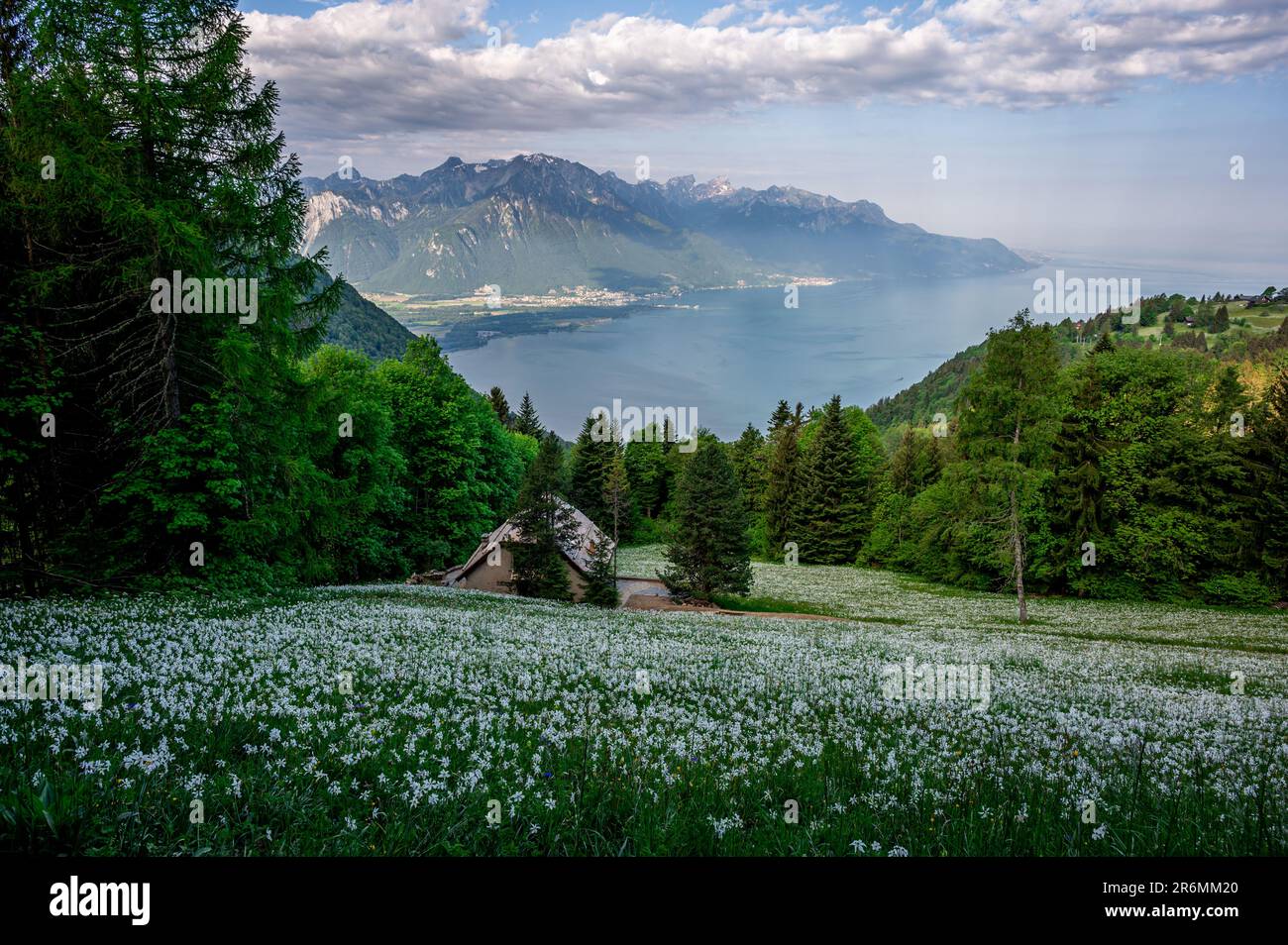 Landscape with mountains and sky. White Daffodils Blooming in spring. Narcissus poeticus. pheasant's eye. Montreux, Caux, Vaud, Switzerland. Stock Photo