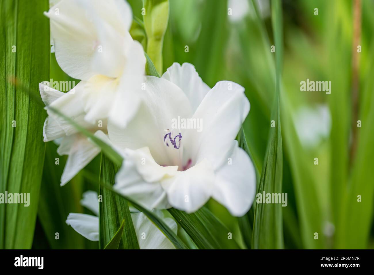 Colourful gladiolus or sword lily flowers blooming in the garden. Close-up of gladiolus flowers. Flowers blossoming in summer. Beauty in nature. Stock Photo