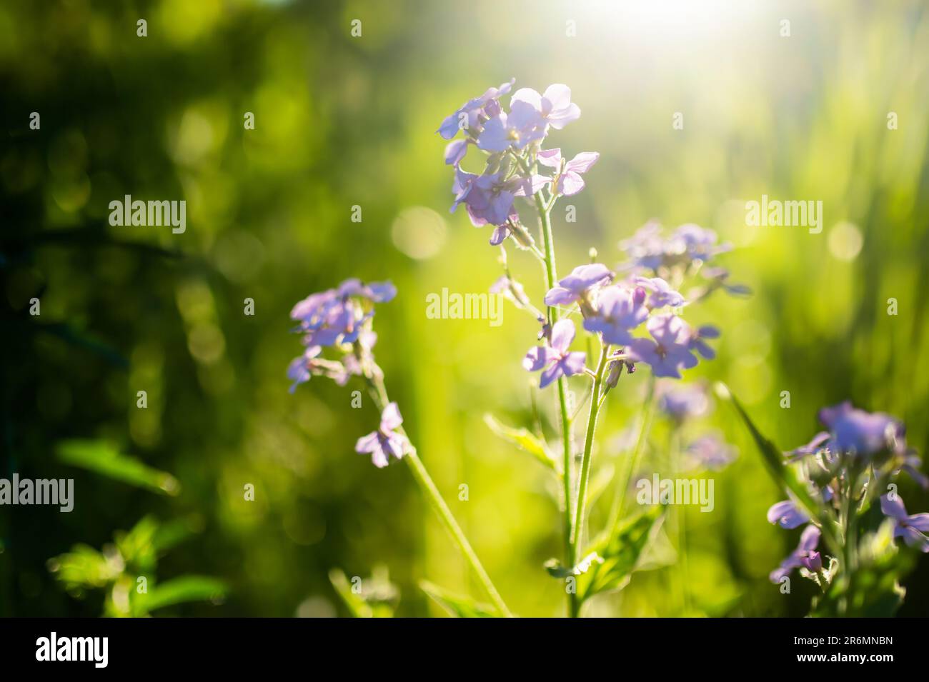 Beautiful purple flowers of Lunaria annua, annual honesty flowers (Silver Dollar, Money Plant) on sunny summer evening. Beauty in nature. Stock Photo