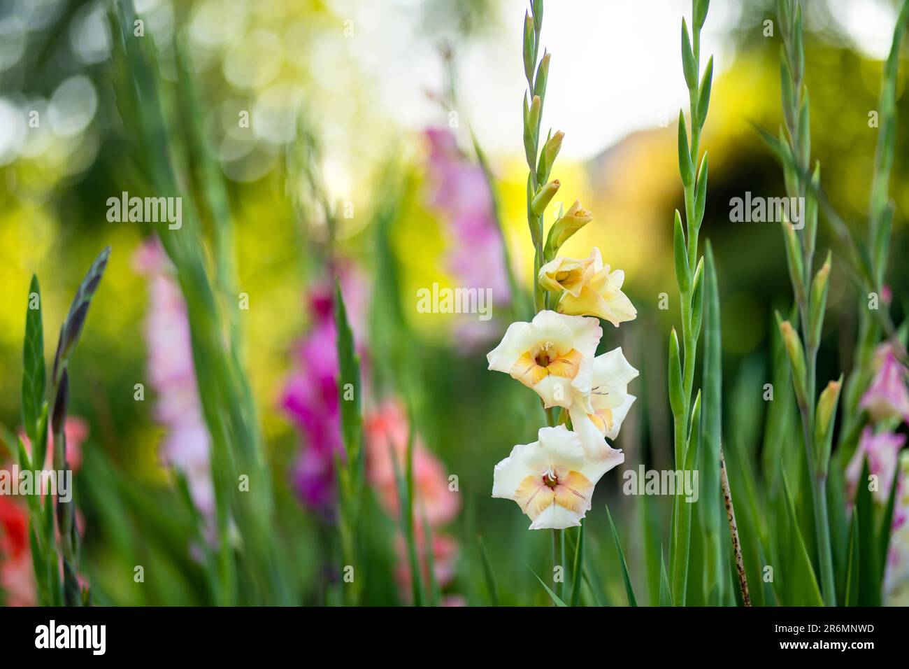 Colourful gladiolus or sword lily flowers blooming in the garden. Close-up of gladiolus flowers. Flowers blossoming in summer. Beauty in nature. Stock Photo