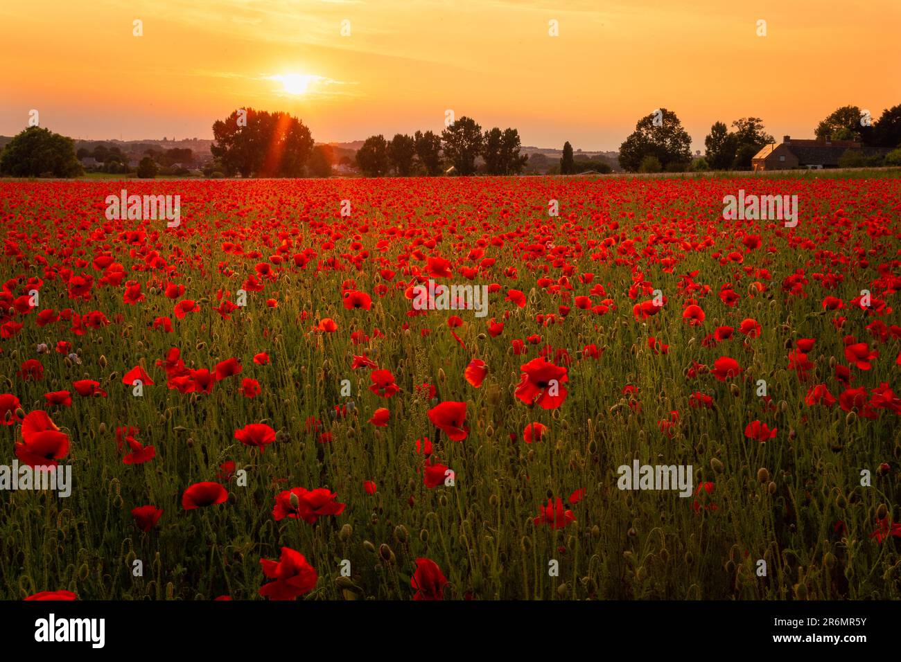 A picturesque landscape featuring a lush field of vibrant poppy blooms Stock Photo