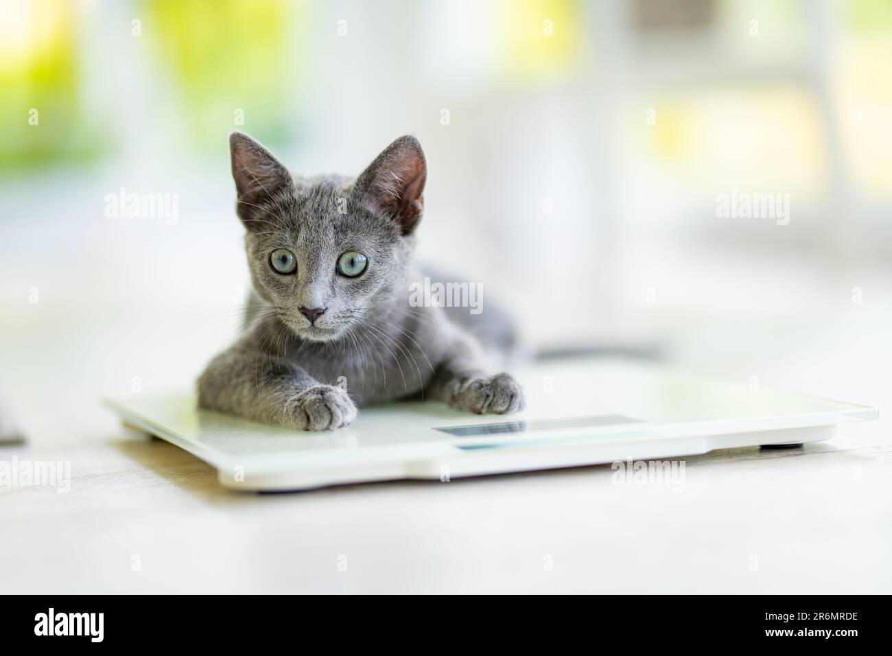 https://c8.alamy.com/comp/2R6MRDE/young-playful-russian-blue-kitten-playing-on-a-weight-scale-gorgeous-blue-gray-cat-with-green-eyes-family-pet-at-home-2R6MRDE.jpg