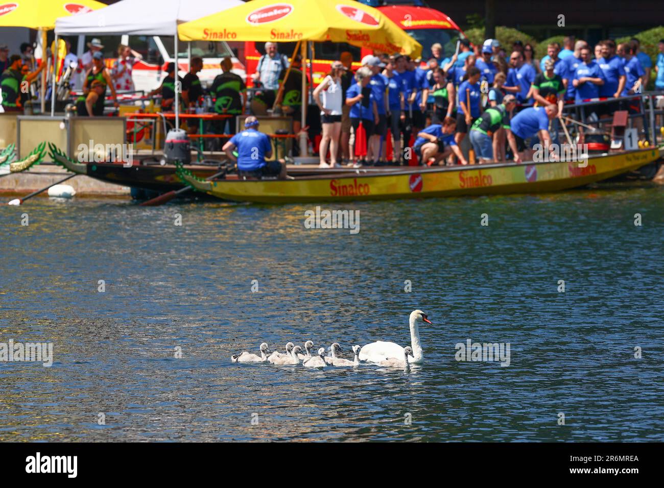 Duisburg, Germany 10.06.2023. A family of swans enter the boating lanes, causing a delay to racing. Dragon Boat Regatta in the inner marina of Duisburg Port. Teams from across Germany participate in the now famous regatta, which holds the Guinness World Record for being the worlds biggest event of its type. Credit: newsNRW / Alamy Live News Stock Photo