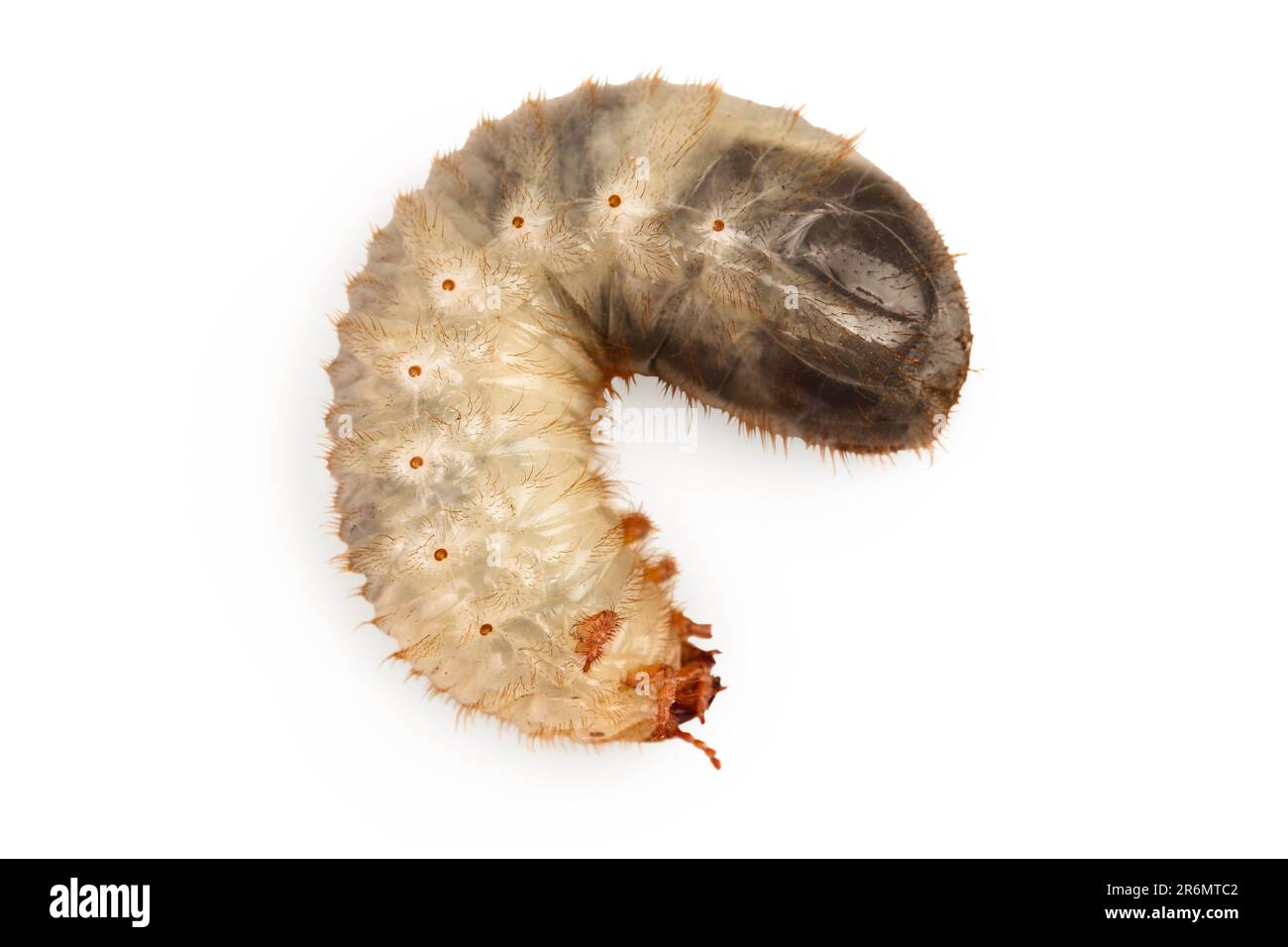 Larva of a may beetle isolated on a white background. Larva of cockchafer Stock Photo