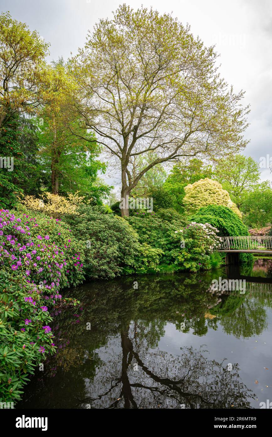 Scenic view of a bridge and flowering Rhododendron along the water in a botanical garden Stock Photo