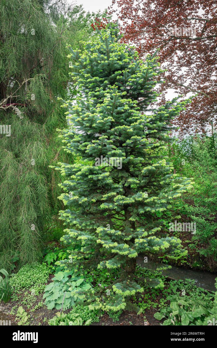 Corkbark fir (Abies lasiocarpa arizonica) in a columnar shape and with fresh green needles in a botanical garden Stock Photo
