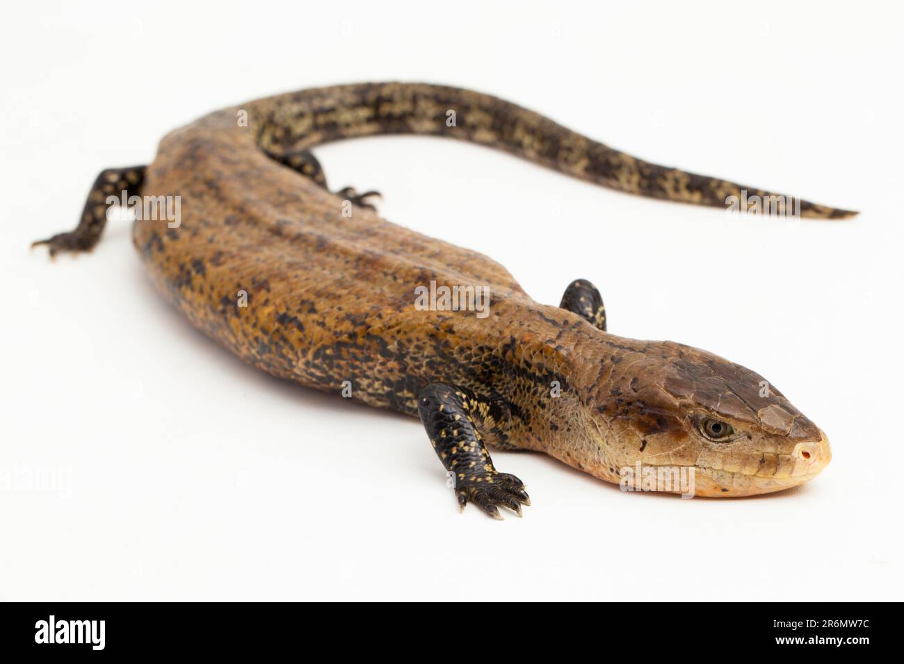 Giant blue-tongued skink lizard or Tiliqua gigas merauke isolated on white background Stock Photo