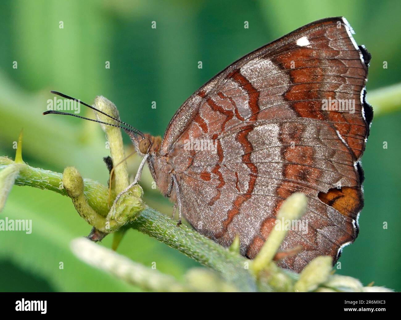 Castor butterfly hi-res stock photography and images - Alamy