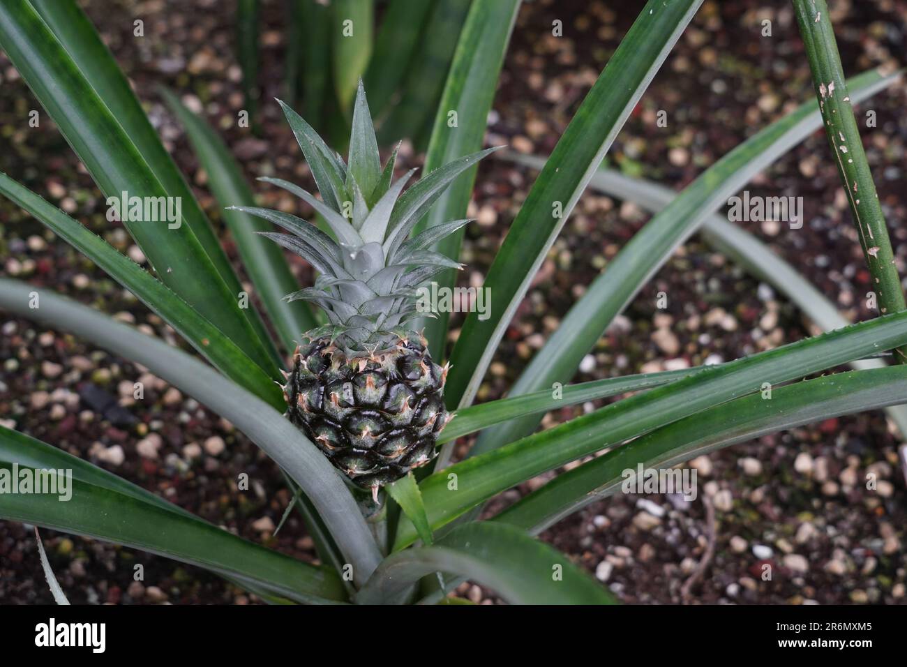 Pineapple fruit, in Latin called Ananas comosus L. Marr, growing naturally out of rosette of leaves. Stock Photo