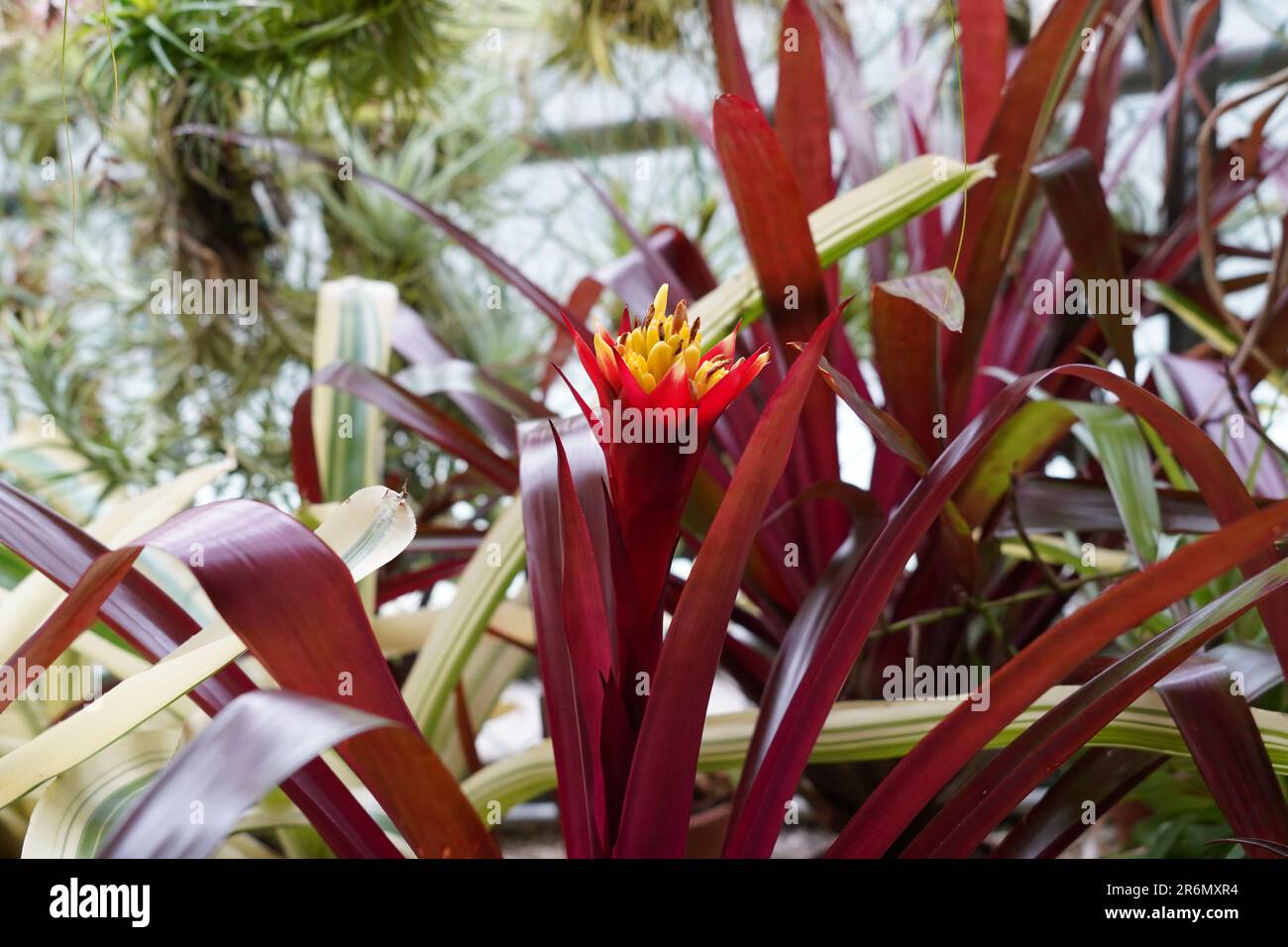 Guzmania hybride cv. Symphonie is a  species of flowering plants in the botanical family Bromeliaceae, subfamily Tillandsioideae. Stock Photo