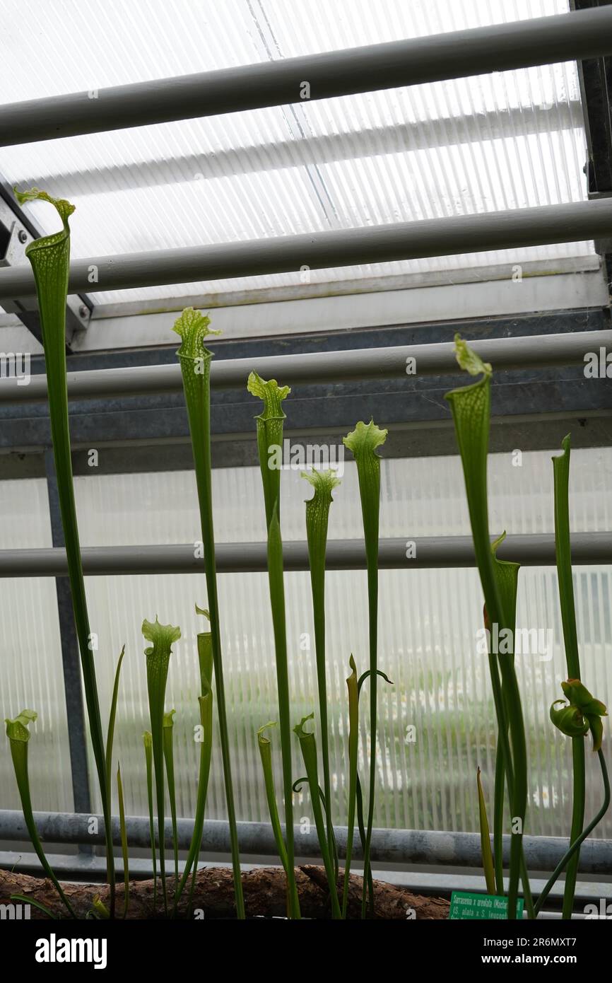 Carnivorous plant in Latin called Sarracenia areolata cultivated in a greenhouse of a botanical garden. Stock Photo