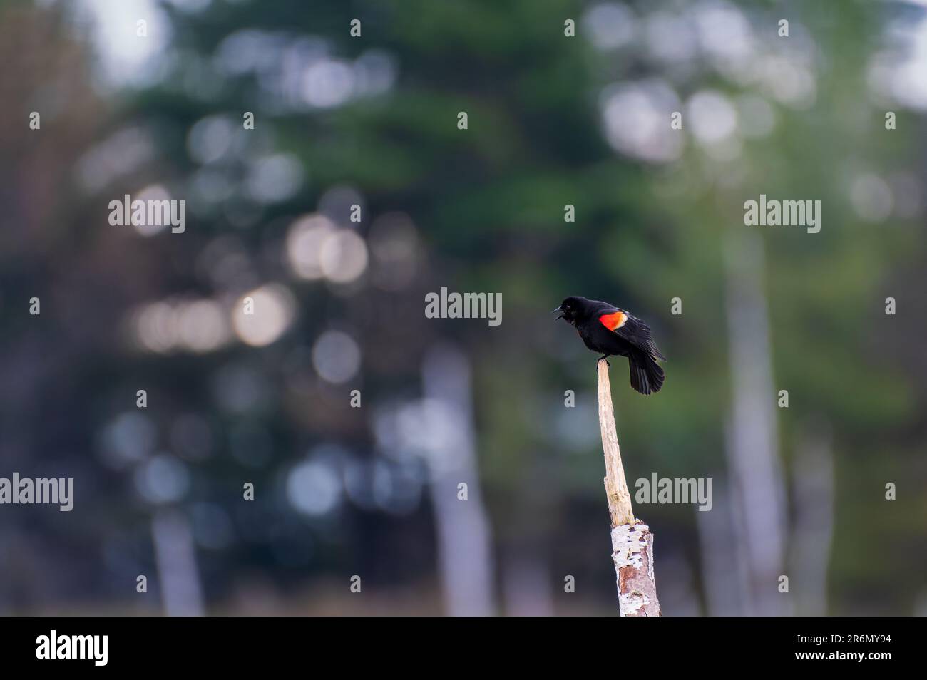 Red-Winged Blackbird Agelaius phoeniceus perched high on a dead tree Stock Photo