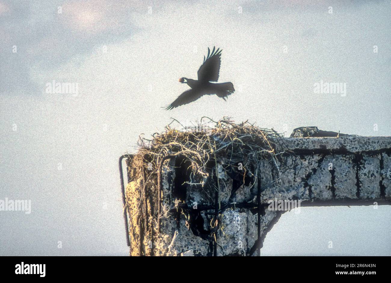 Crow stealing osprey egg hi-res stock photography and images - Alamy