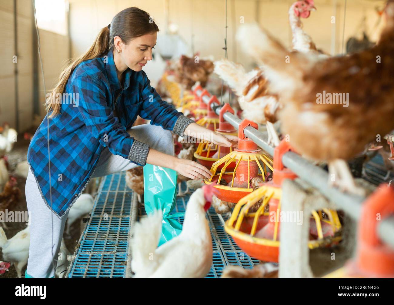Female owner of poultry farm setting up hanging chicken feeders Stock