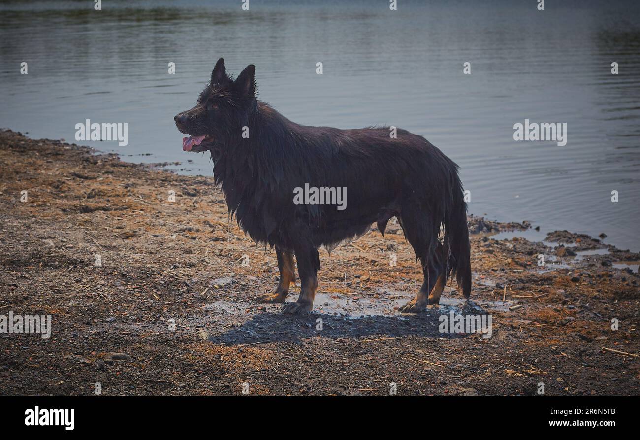Large German shepherd dog dripping with water after a swim standing to