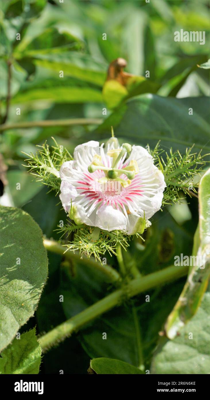 A Closeup of beautiful flower of Wild maracuja, Bush passion fruit, Wild water lemon, Love in a mist etc. Stock Photo