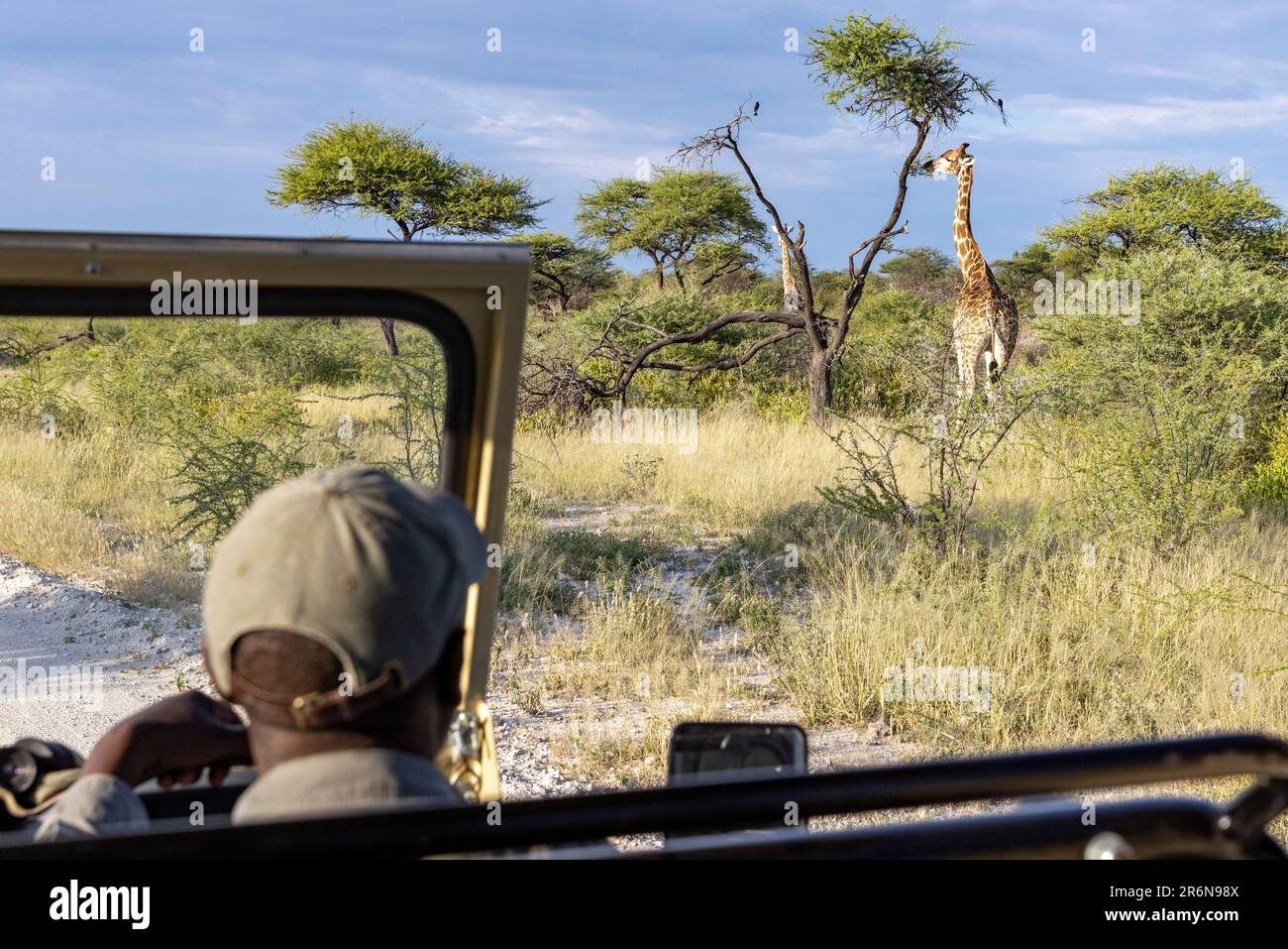 Giraffe feeding at Onguma Game Reserve, Namibia, Africa Stock Photo