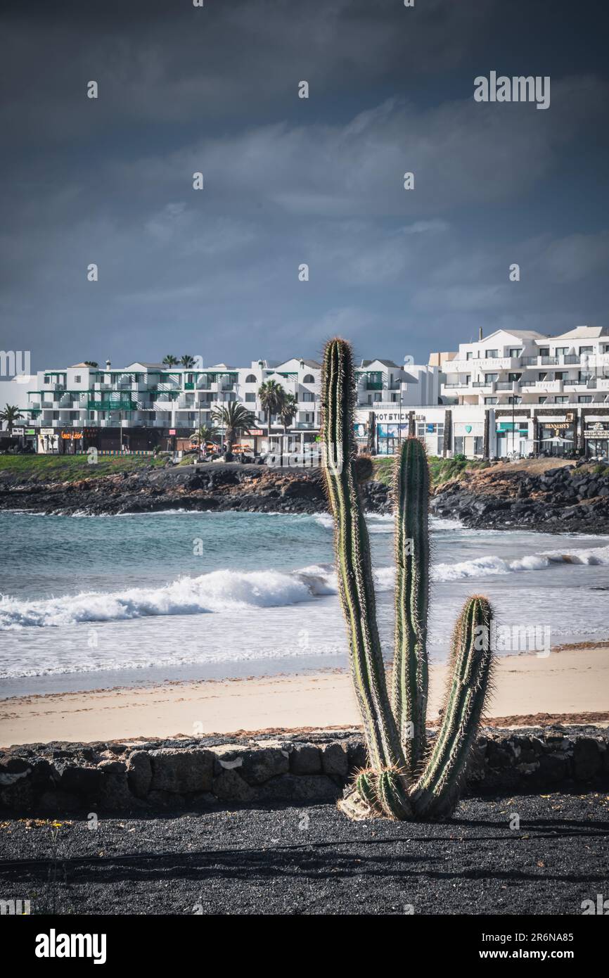 Cactuses near beach in Costa Teguise, Lanzarote, Canary Islands Stock Photo
