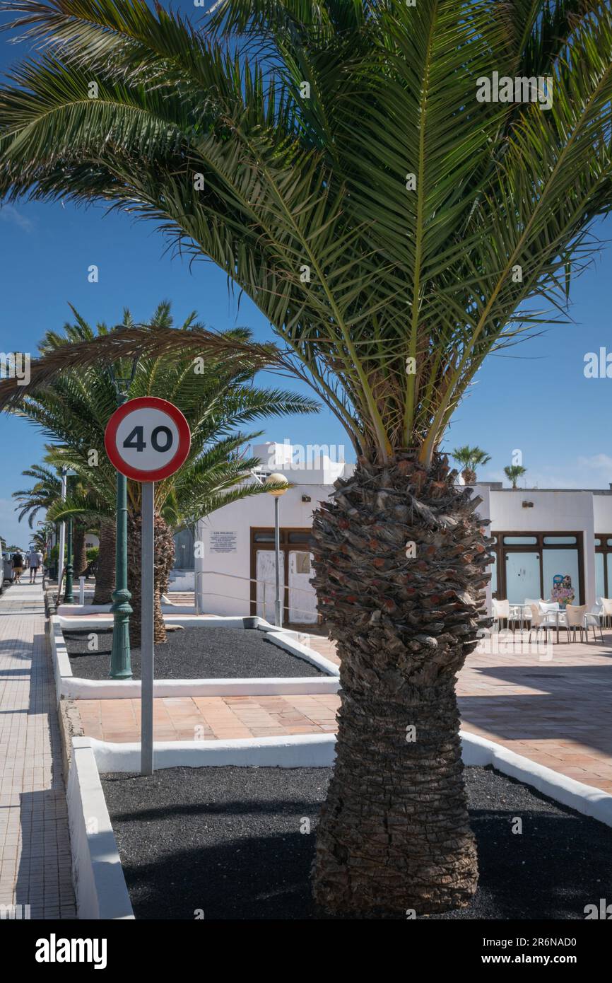 Road speed sign and palm tree in spanish town Stock Photo Alamy