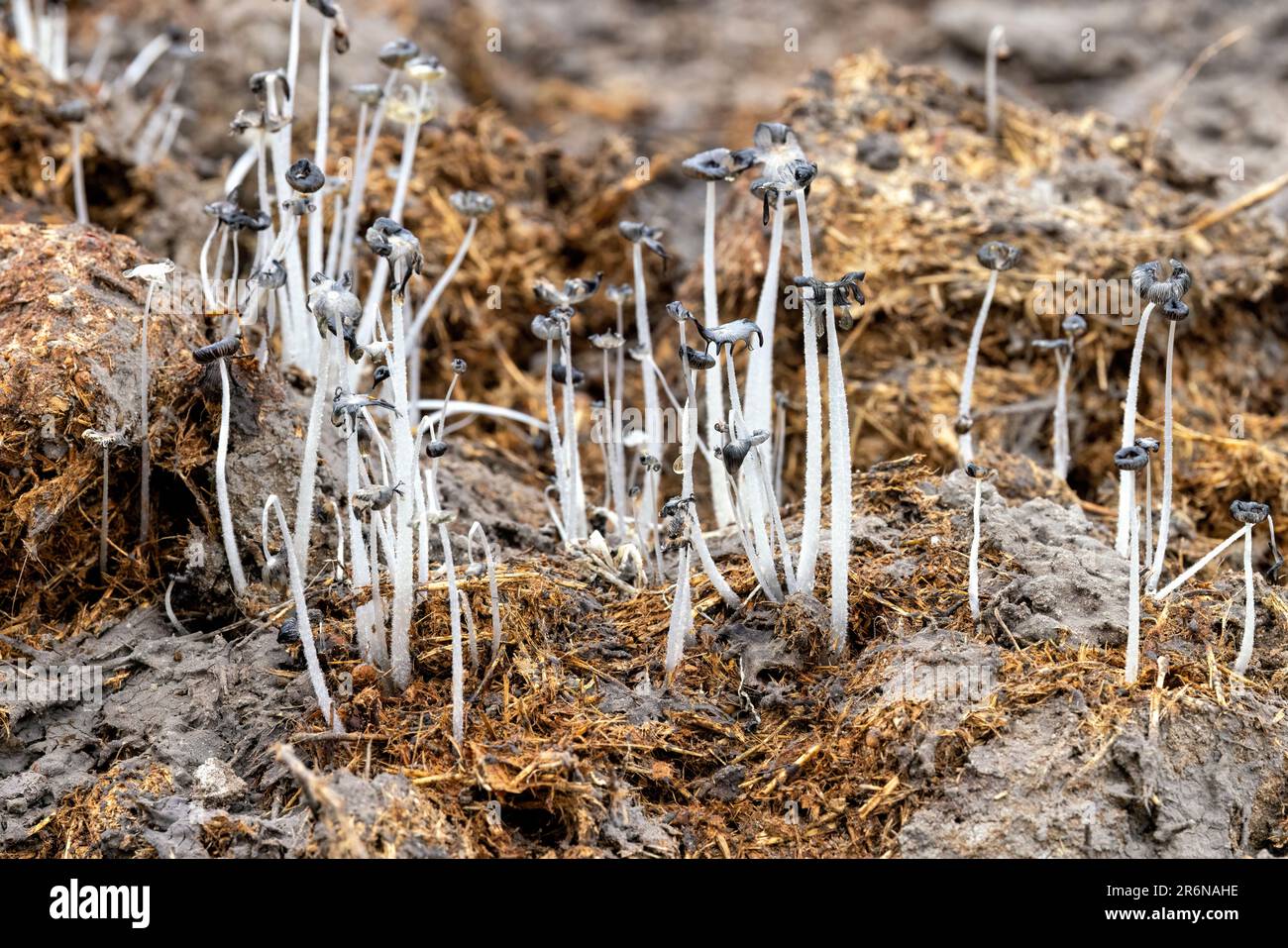 Fungi growing out of elephant dung - Onguma Game Reserve, Namibia, Africa Stock Photo