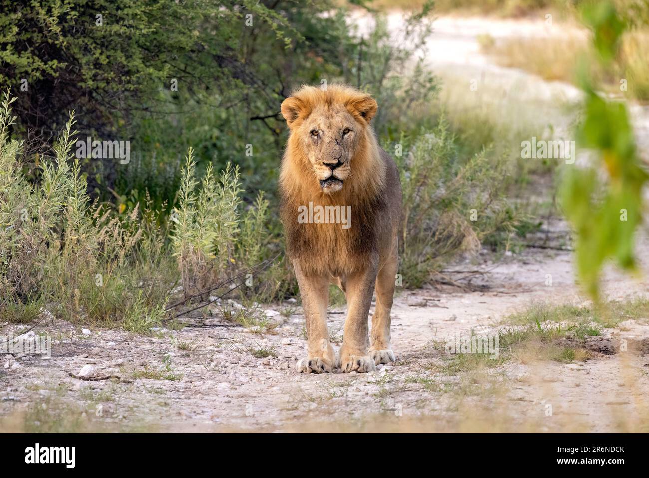 African lion male hi-res stock photography and images - Alamy