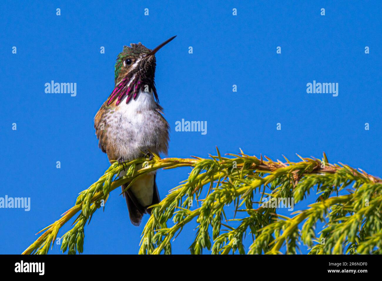 Perching Calliope Hummingbird (Selasphorus calliope) Stock Photo