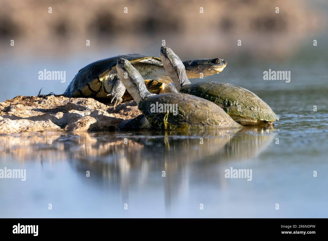 Marsh Terrapins  (Pelomedusa subrufa) sunbathing at waterhole at the Onkolo Hide - Onguma Game Reserve, Namibia, Africa Stock Photo