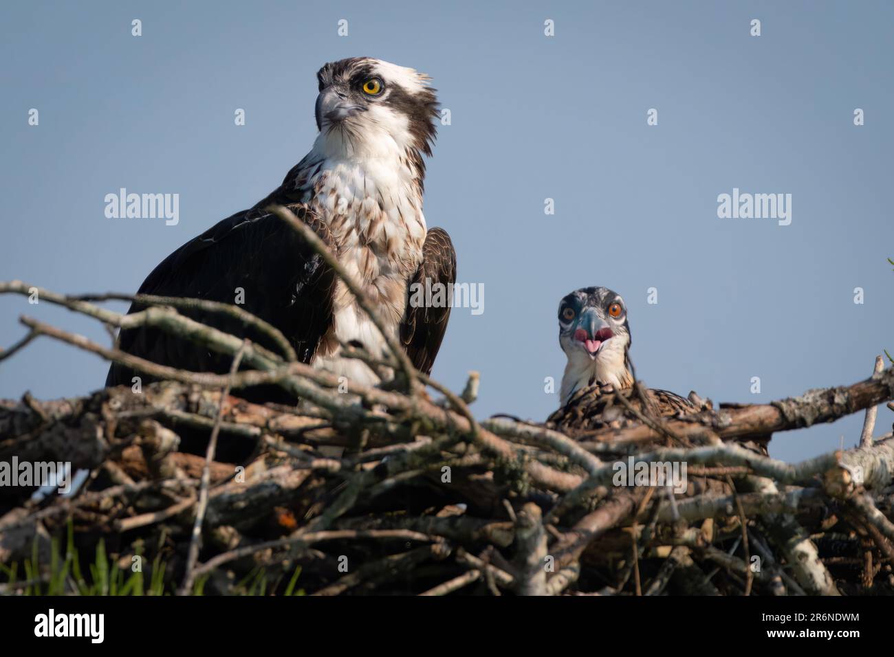 An osprey with her chick. Stock Photo