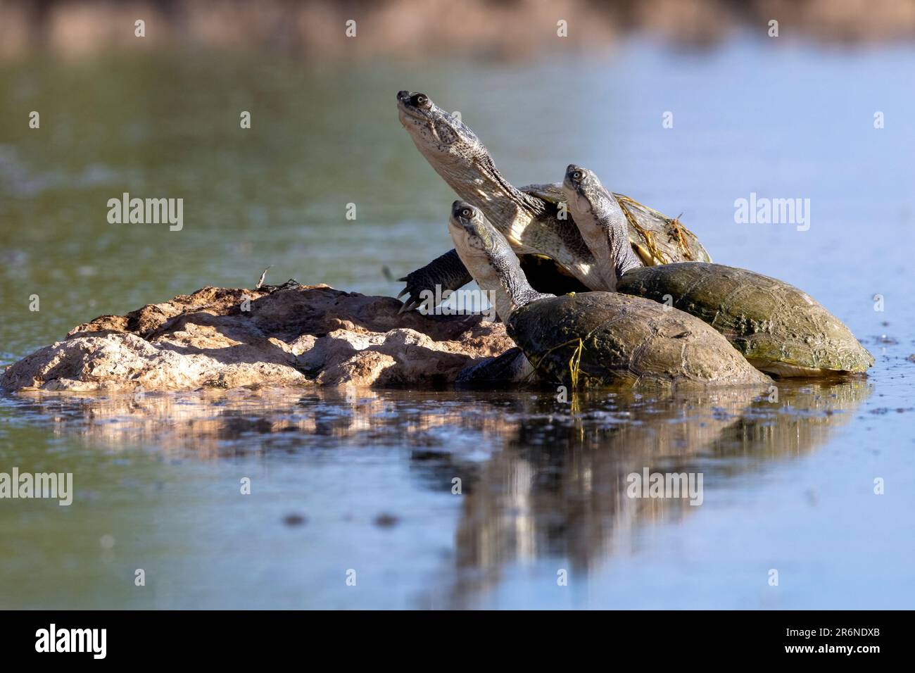 Marsh Terrapins  (Pelomedusa subrufa) sunbathing at waterhole at the Onkolo Hide - Onguma Game Reserve, Namibia, Africa Stock Photo