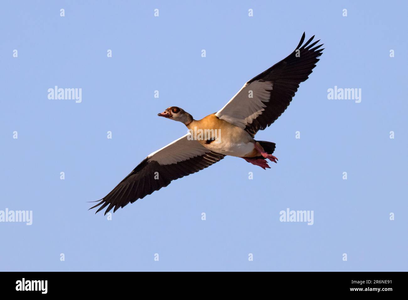 Egyptian goose (Alopochen aegyptiaca) in flight - Onkolo Hide, Onguma Game Reserve, Namibia, Africa Stock Photo