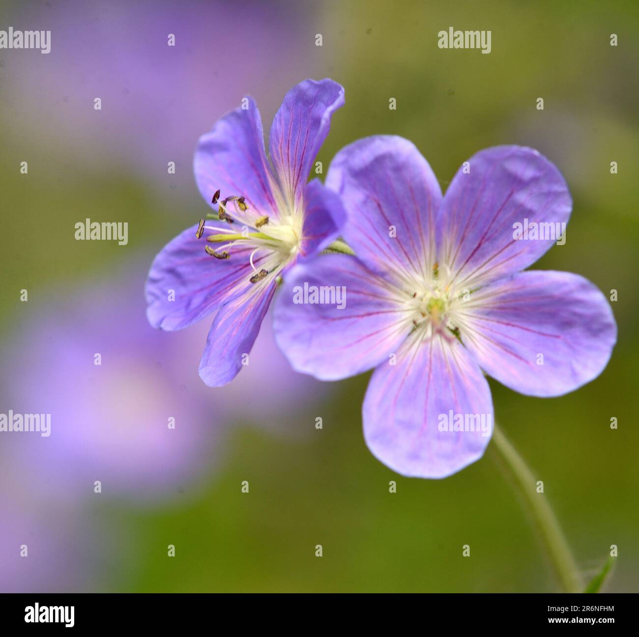 Johnson's Blue Geranium flower Stock Photo Alamy
