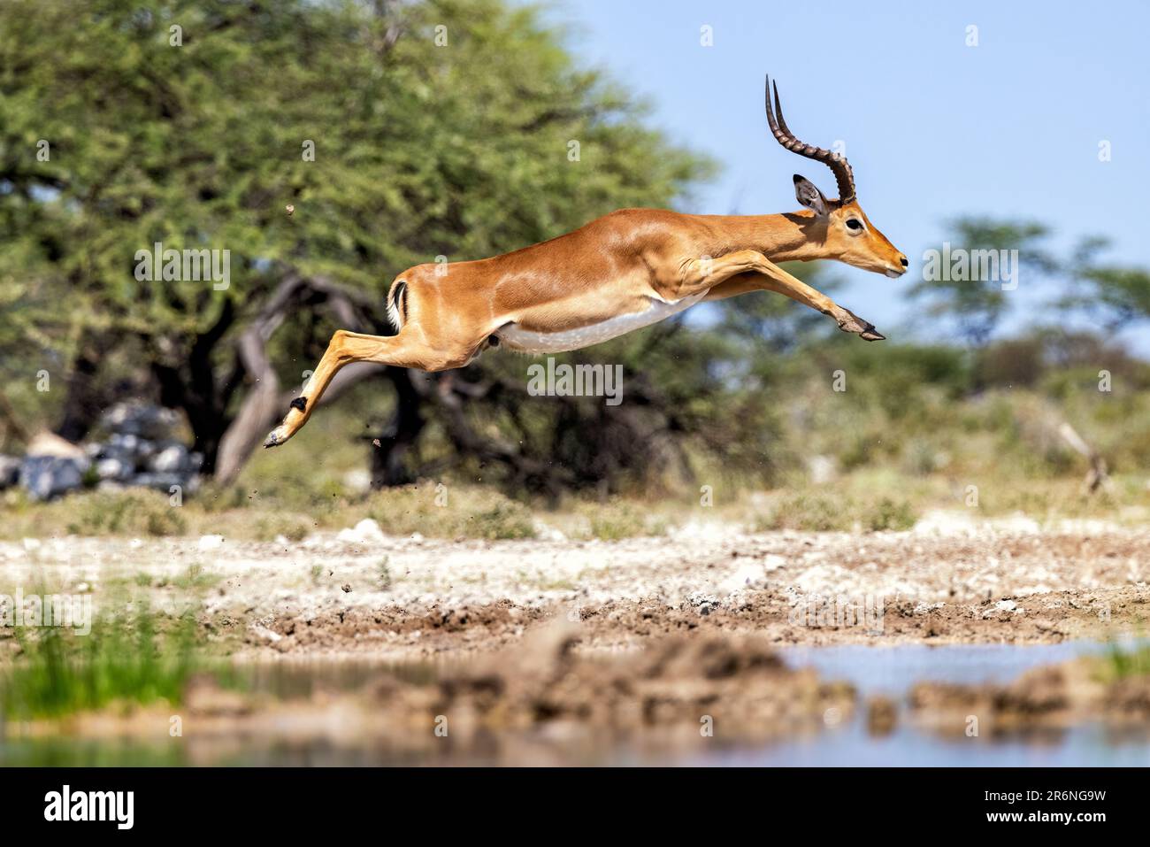 Male Impala (Aepyceros melampus) jumping - Onkolo Hide, Onguma Game Reserve, Namibia, Africa Stock Photo